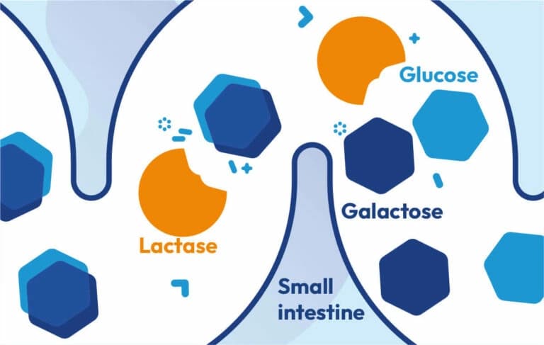 ¿Qué es la lactasa?